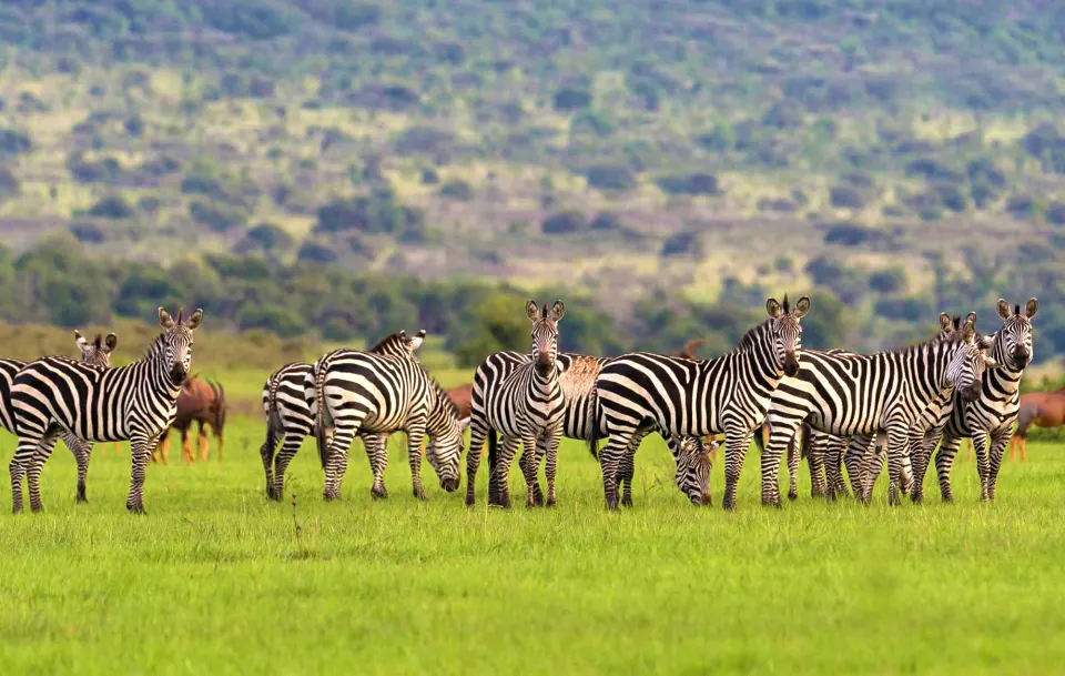 Savannah in Akagera National Park
