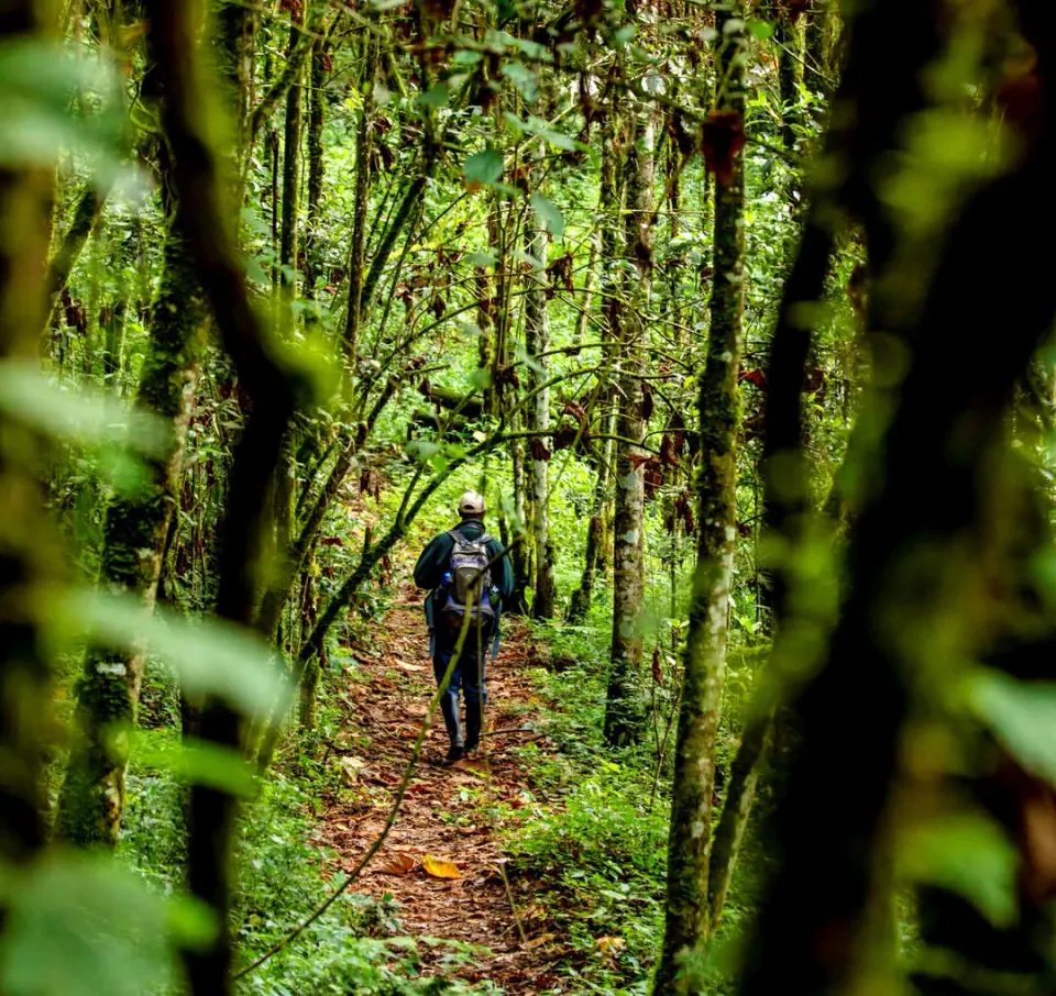 Gishwati & Mukura Forest Walks