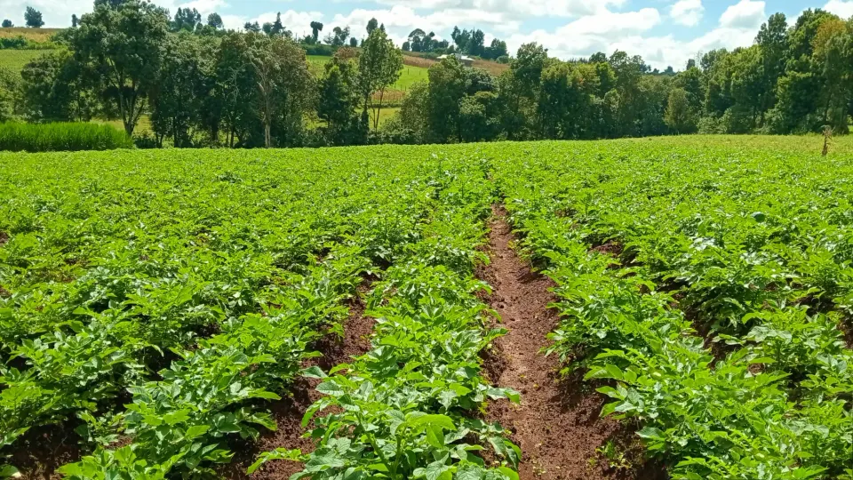 Potato farming in the highlands of Nyaruguru