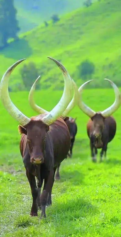Inyambo Cattle & Traditional Dance Experiences