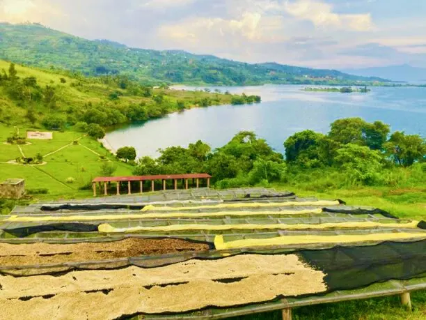 Lake Kivu Coffee Experiences & Tourism