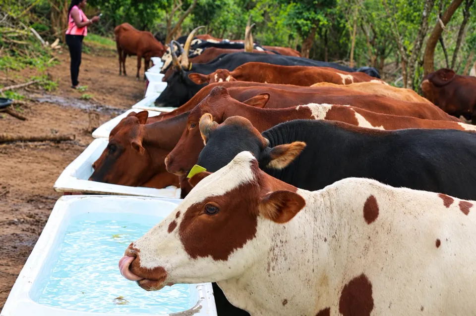 Livestock farming in Nyaruguru