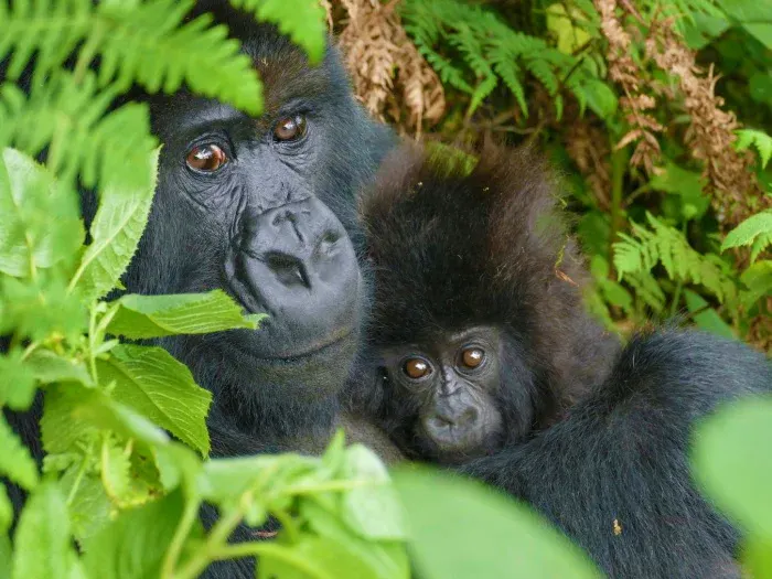 Mountain Gorilla Trekking