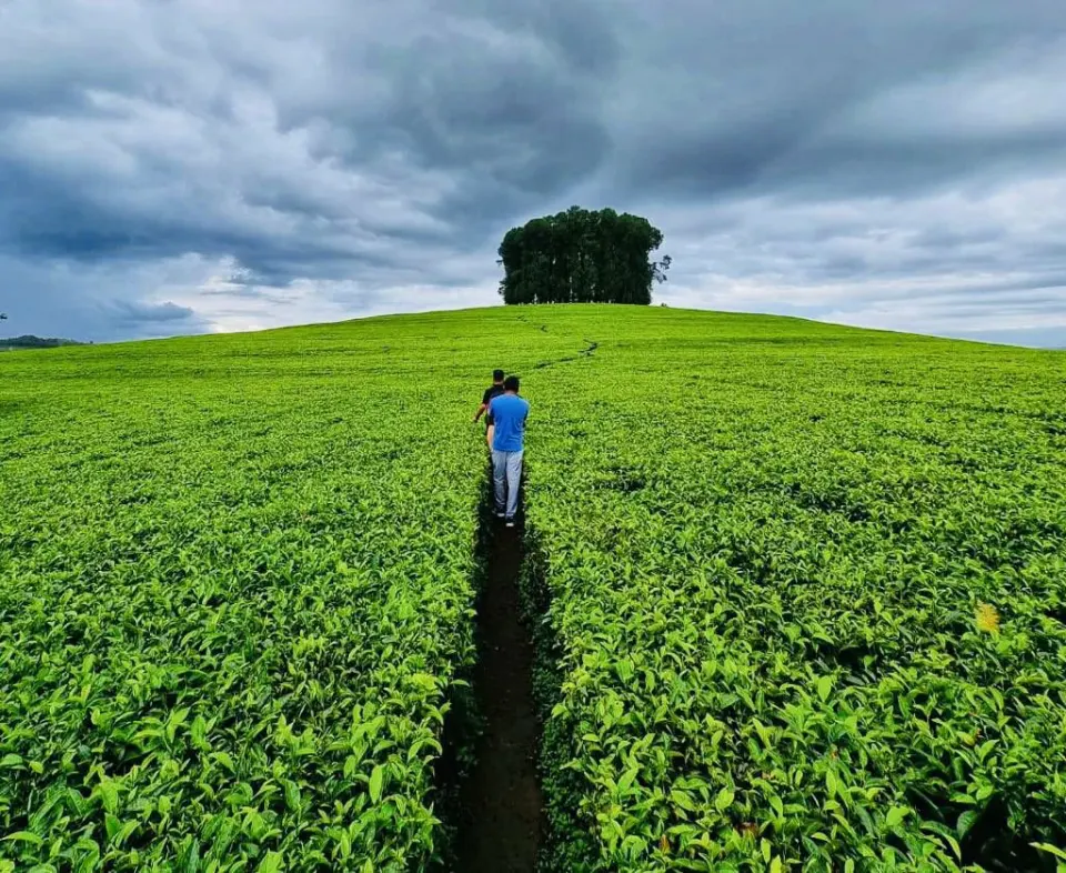 Tea & Farm Visits