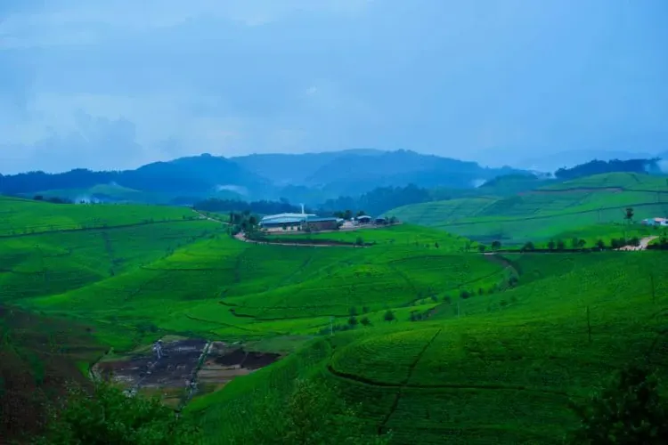 Nyaruguru Tea Plantations