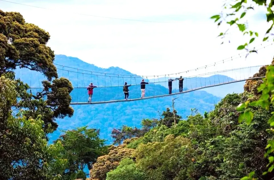 Nyungwe Canopy Walkway