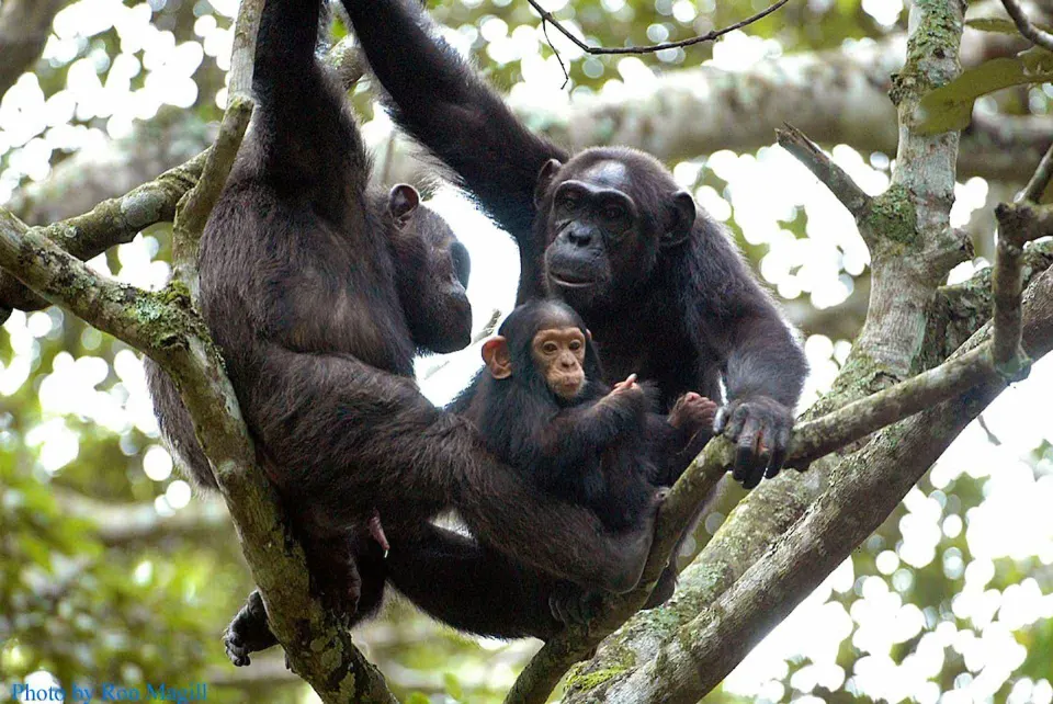 Nyungwe National Park & Chimpanzees